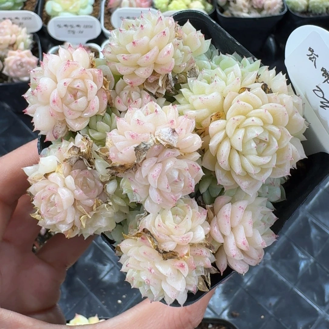 1206-24-麦秆不包整一颗