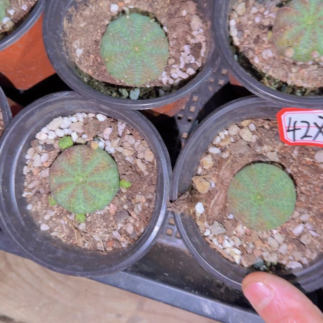 块根植物块根植物