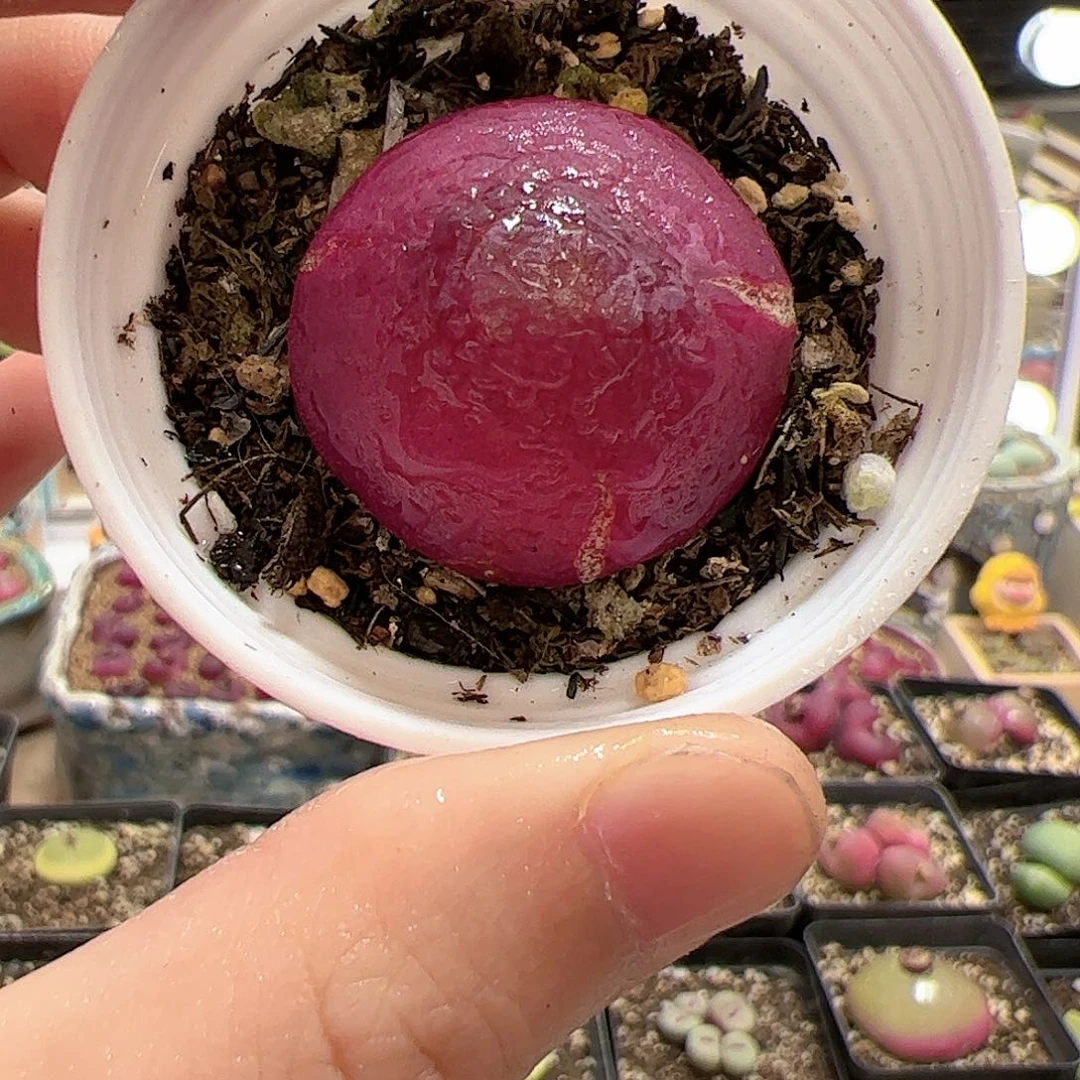 【闪购商品】126 福利