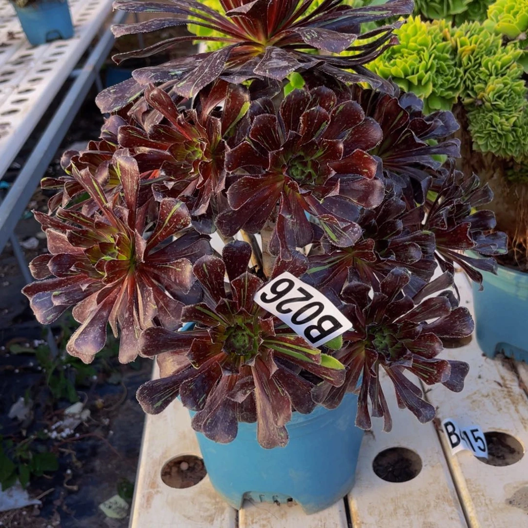 水墨丹青法师7//////14包邮