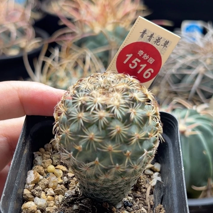 实生伊莎贝拉娇丽4cm