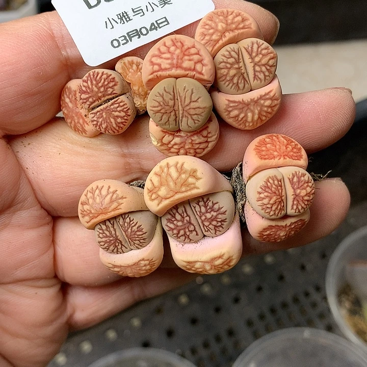 D395多肉植物保护