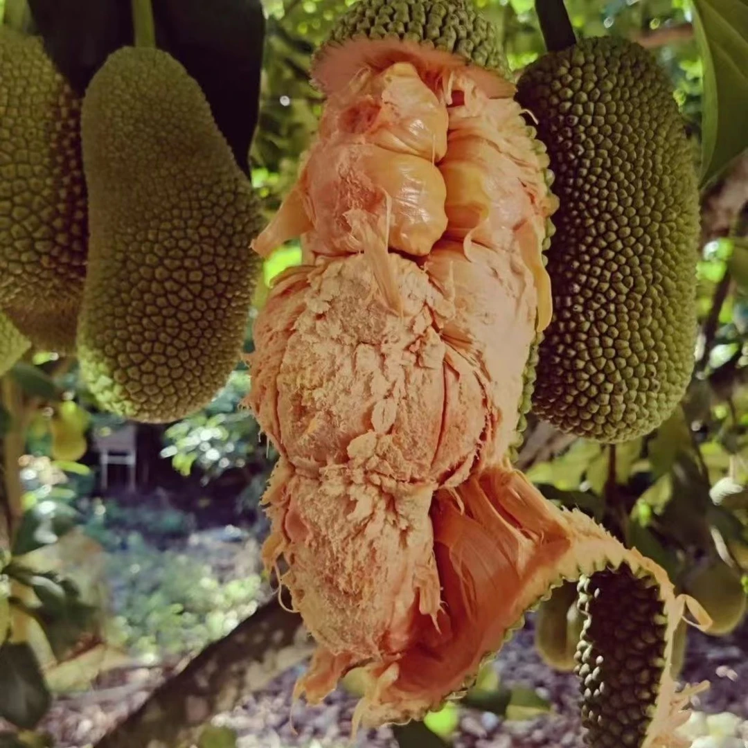 海红一号榴莲蜜嫁接苗带土发货盆栽地栽