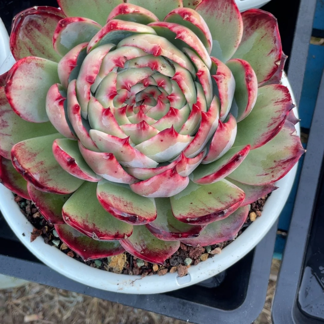 惊鸿仙子冠服19左右