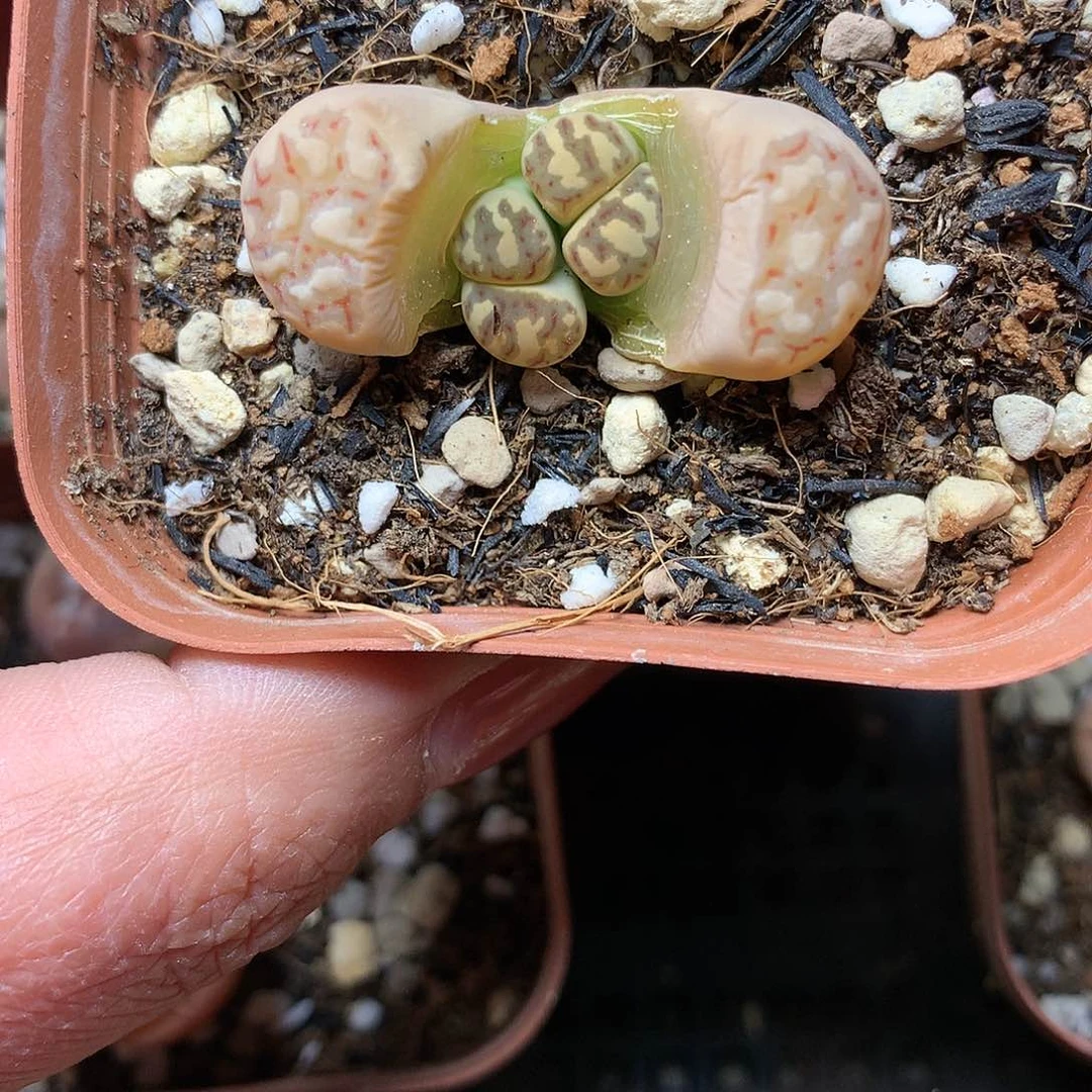 C717多肉植物保护研究所