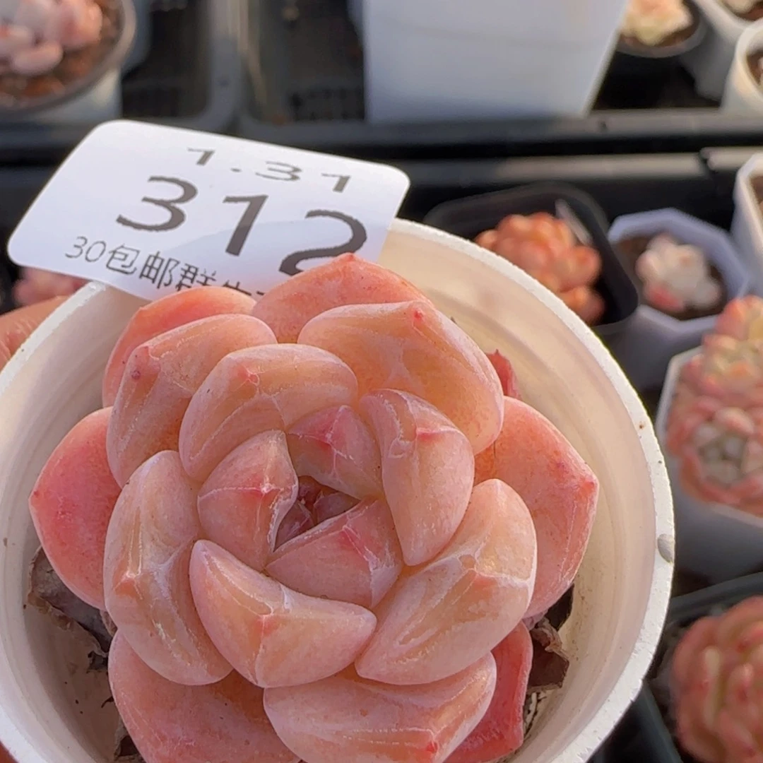 太妃糖单头一颗脱土