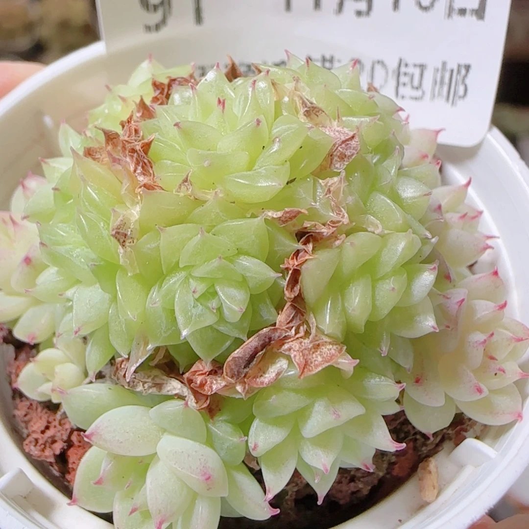 花语逸镜1116-91散