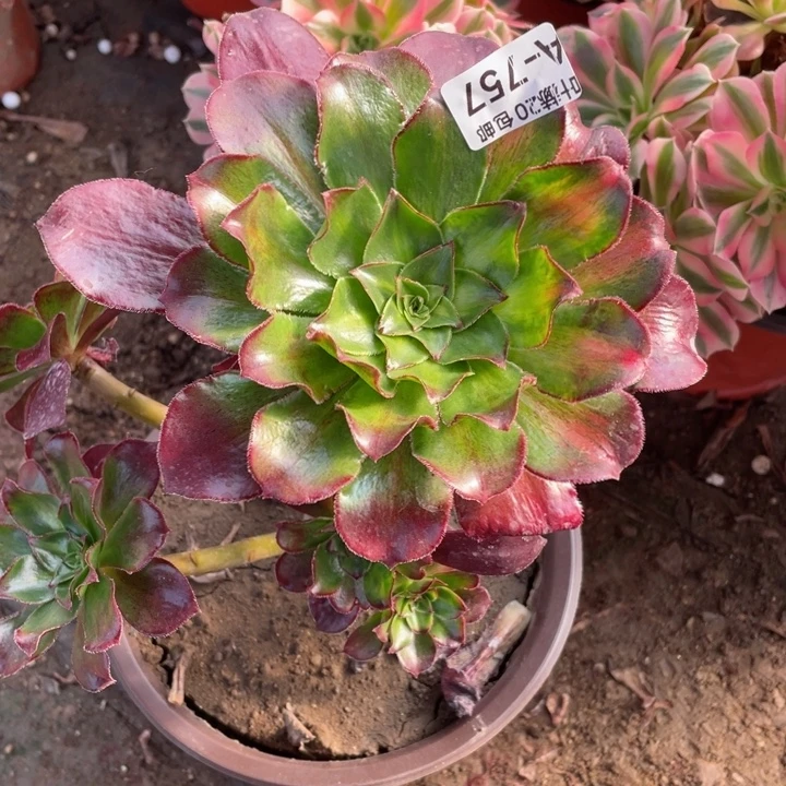 757魅影中班多肉1234467899