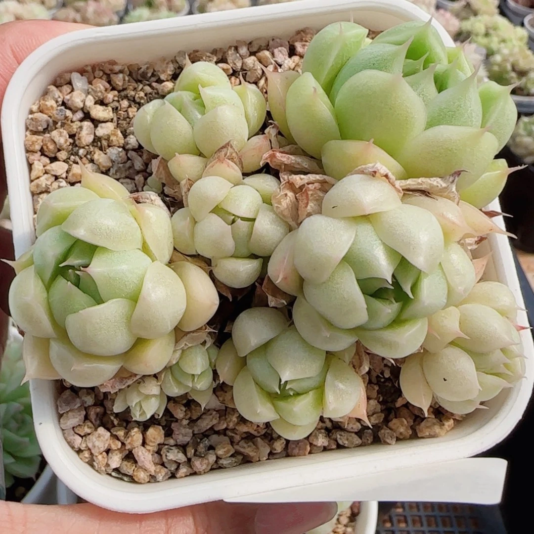 花语逸镜0511-41散