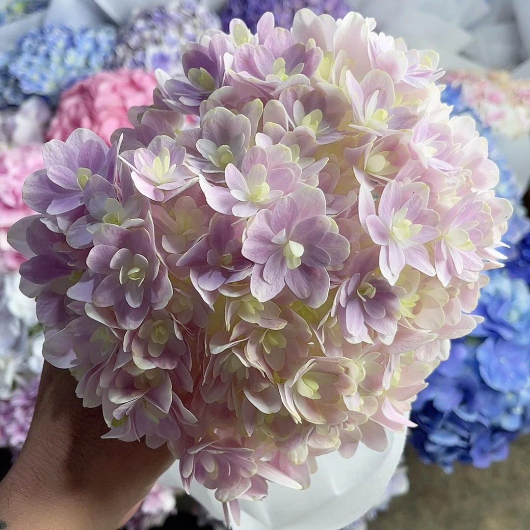 完全开放稀有绣球花7