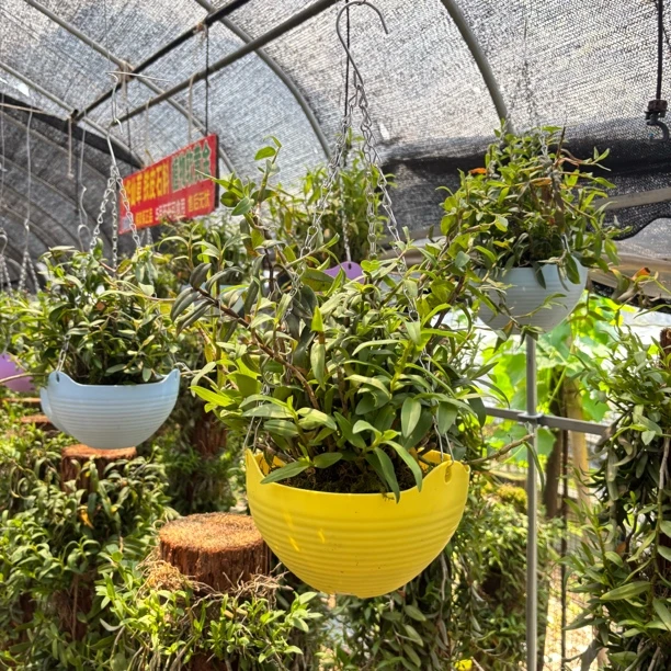 【6月爆花】铁皮石角斗兰 吊兰花盆好养简单懒人必备