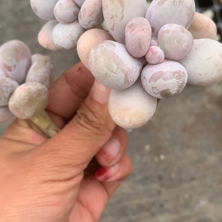 水光奶。石化。一物一拍。包邮