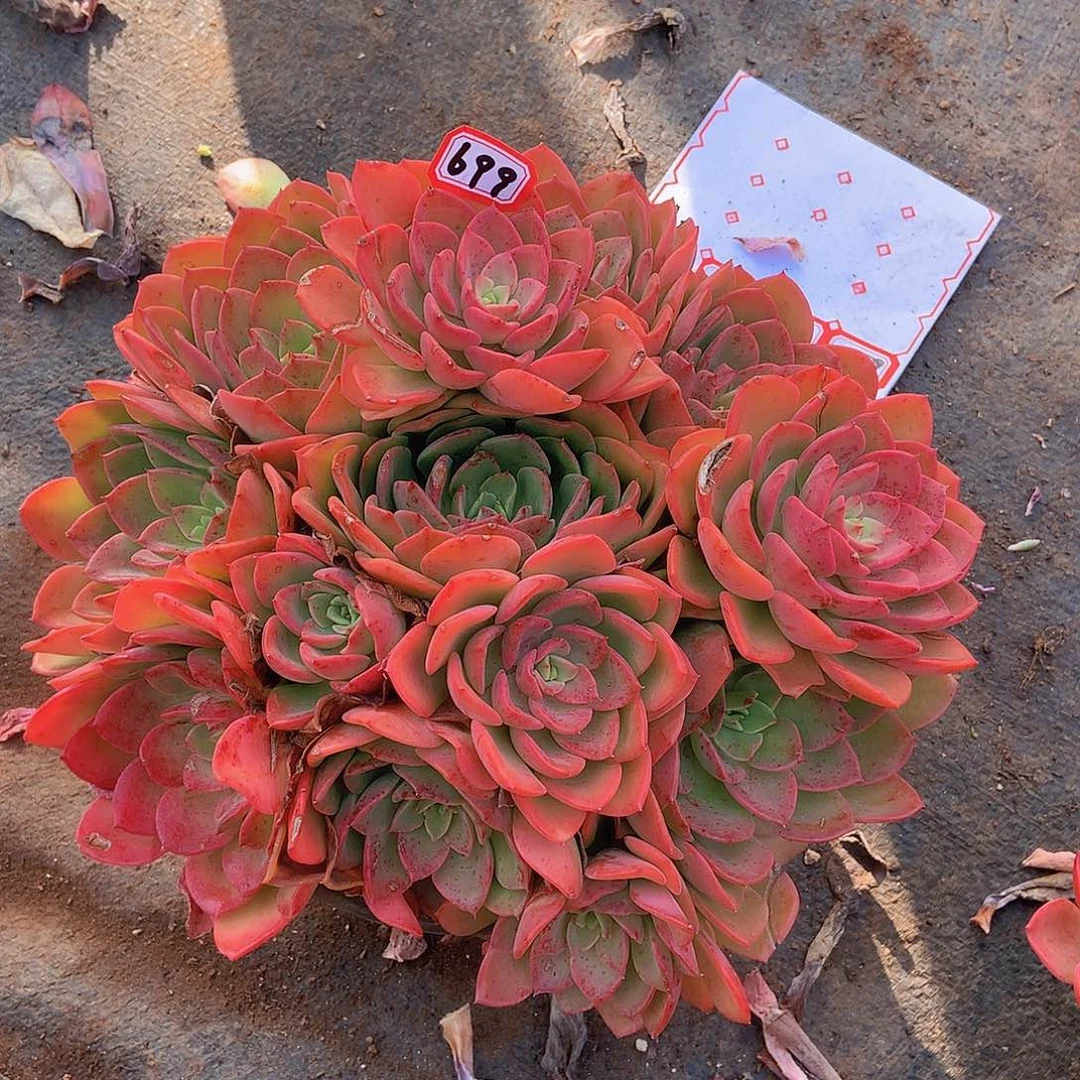 一物一拍多肉699高贵