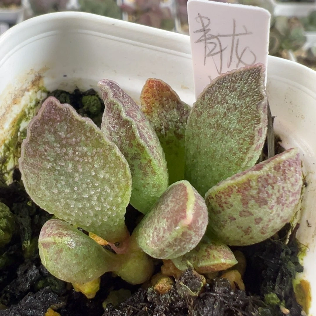 w青龙多肉植物水泡