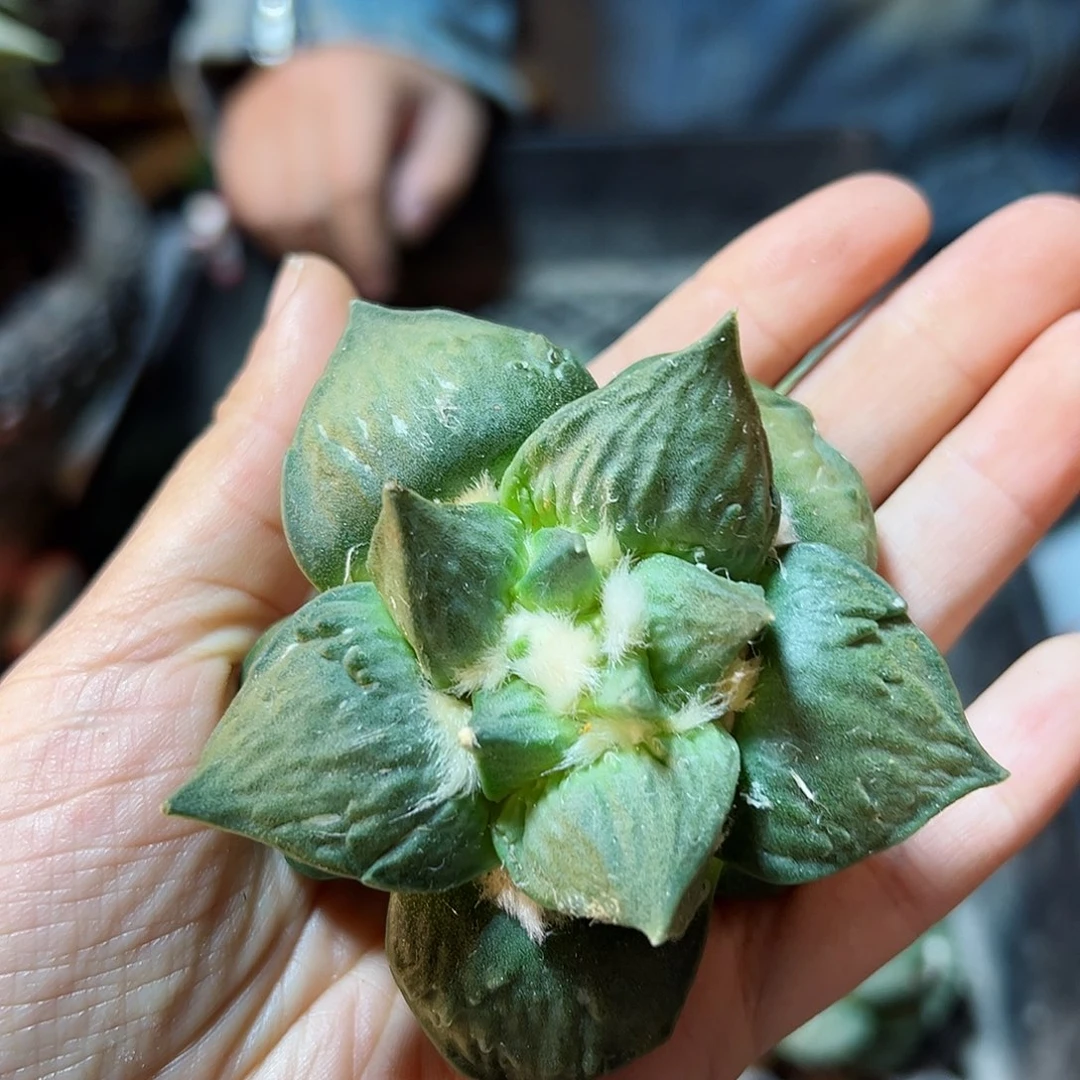 苗接无根福利怒涛6.5公分