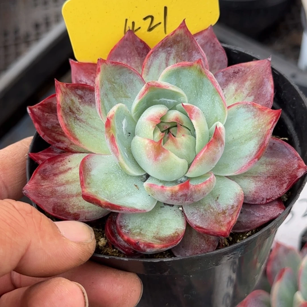 惊鸿一物一拍包装收缩花旱421