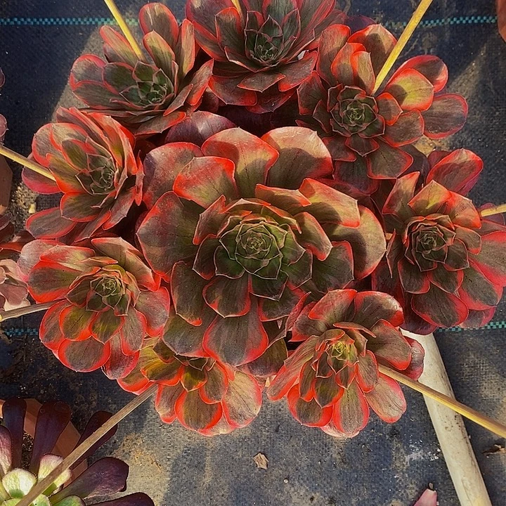 多肉植物保护研究所