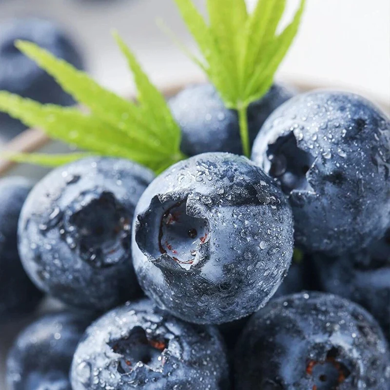 【顺丰空运】云南新鲜蓝莓高山新鲜蓝莓125g/盒果香脆甜TY
