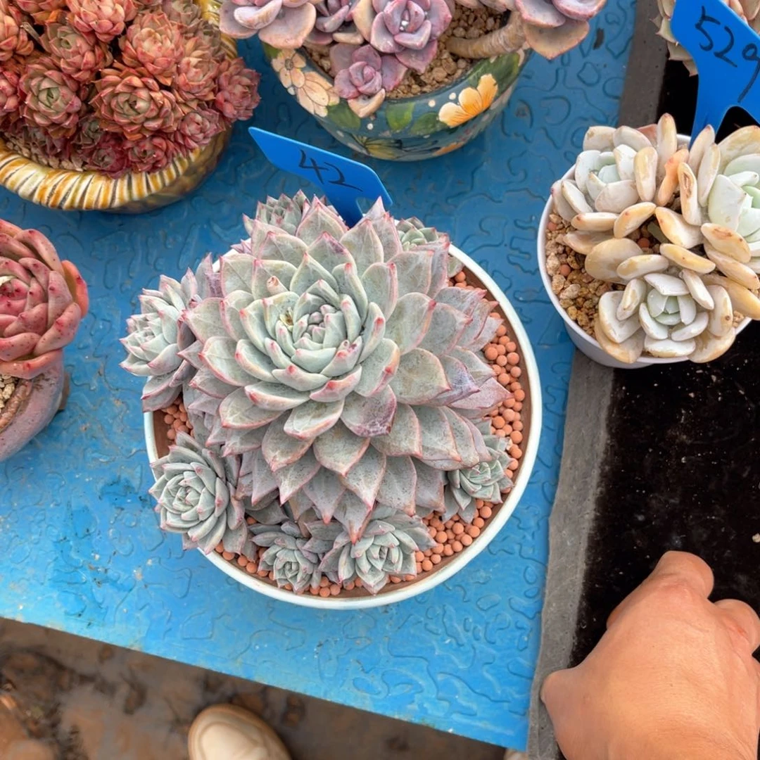 当*0042粉蓝鸟多肉