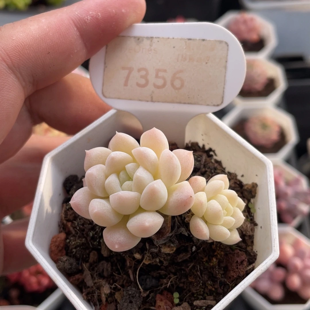 白雪7356-4.5厘米