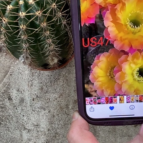 47仙人球xwtuiop479