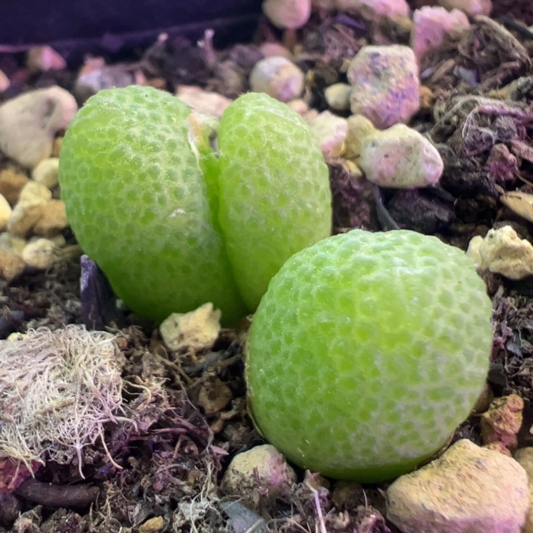 玉米玉米 肉锥植物