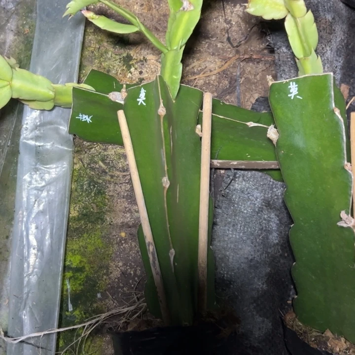 莫瑞克嫁接瑕疵小破苗一颗15.8