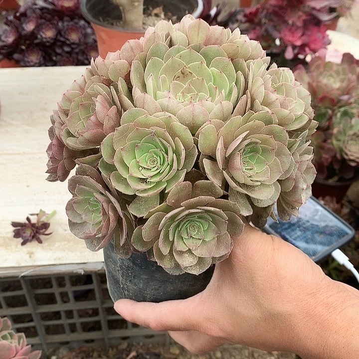 783万圣节多肉植物