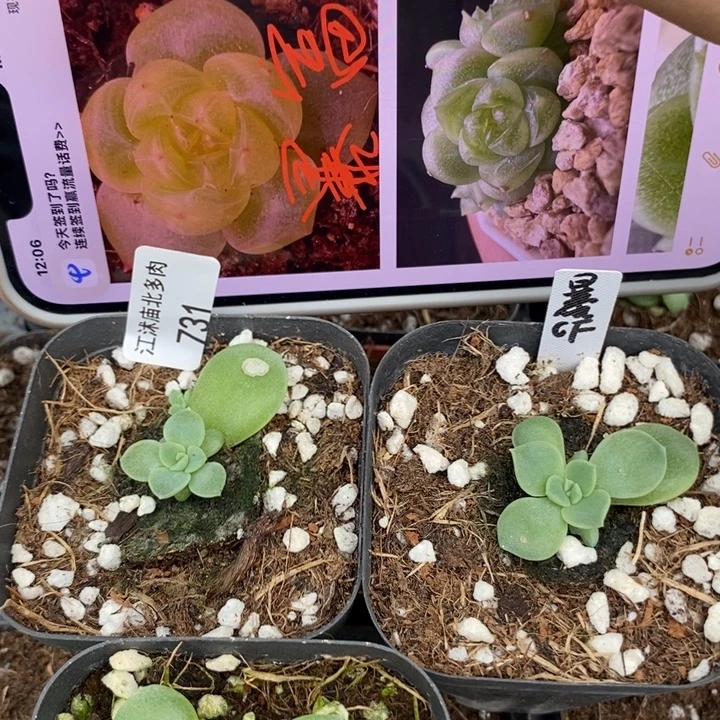 标731暴富一个量拍