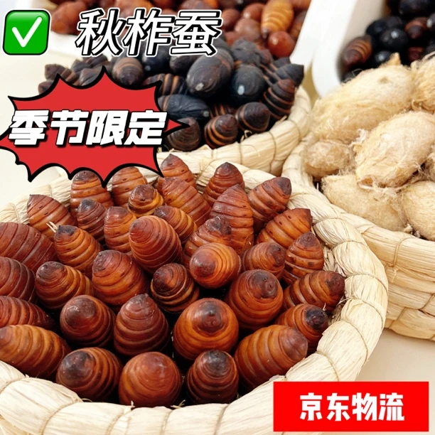 小二黄东北特产新鲜食用高蛋白茧蛹柞树蚕蛹产地直发