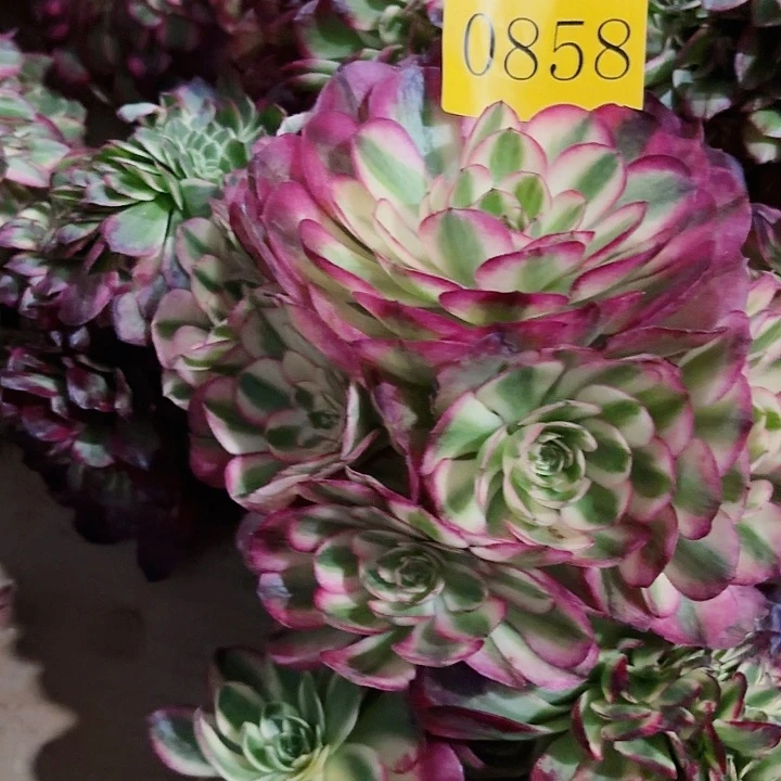 农**肥多肉植物福利0858