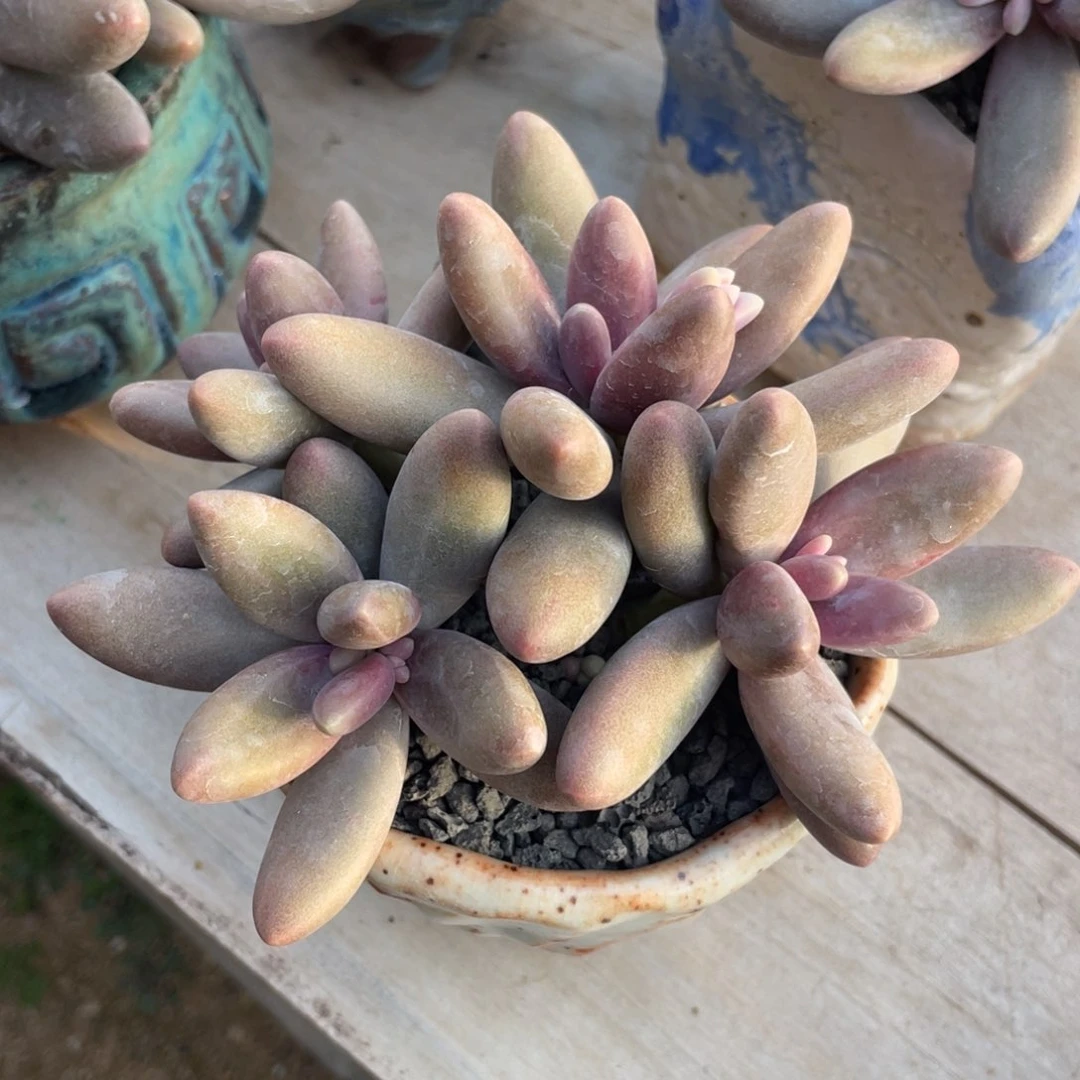 多肉植物多肉植物