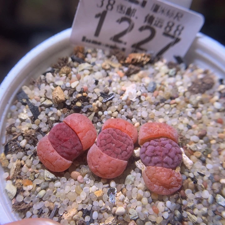 大**～zzz精品生石花1227