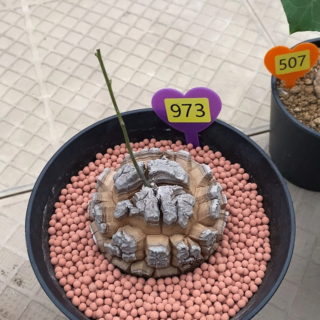 S****L南非龟甲龙龟甲龙