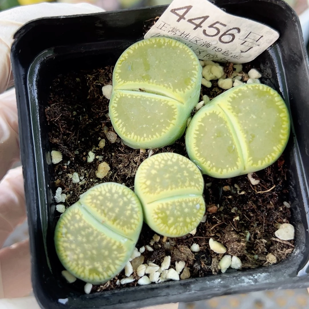 4456 好养易活生石花大母本