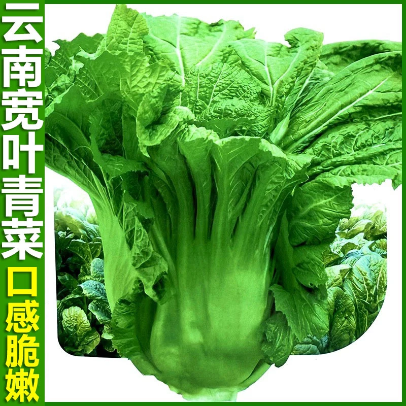 云南宽叶青菜种子做酸菜泡菜秋季大叶宽帮厚肉介芥菜种籽蔬菜种子