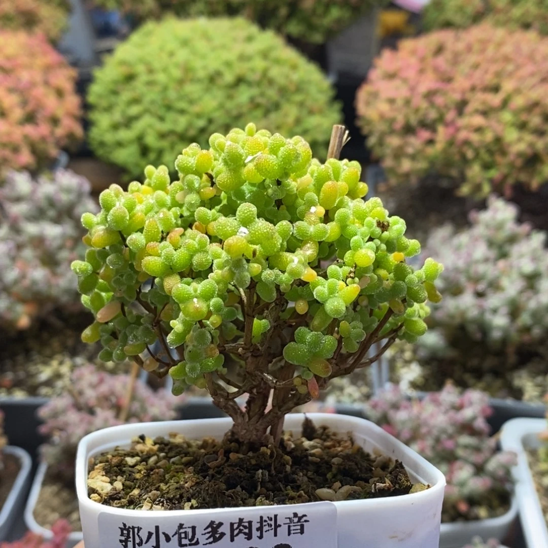 金橘糖球4332枝干番杏