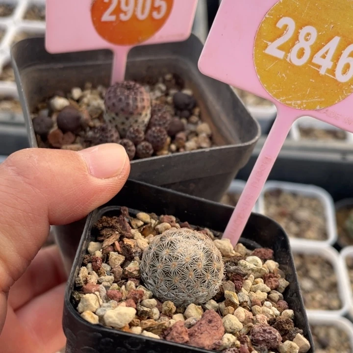 祖****仙人球2棵2846-290500000