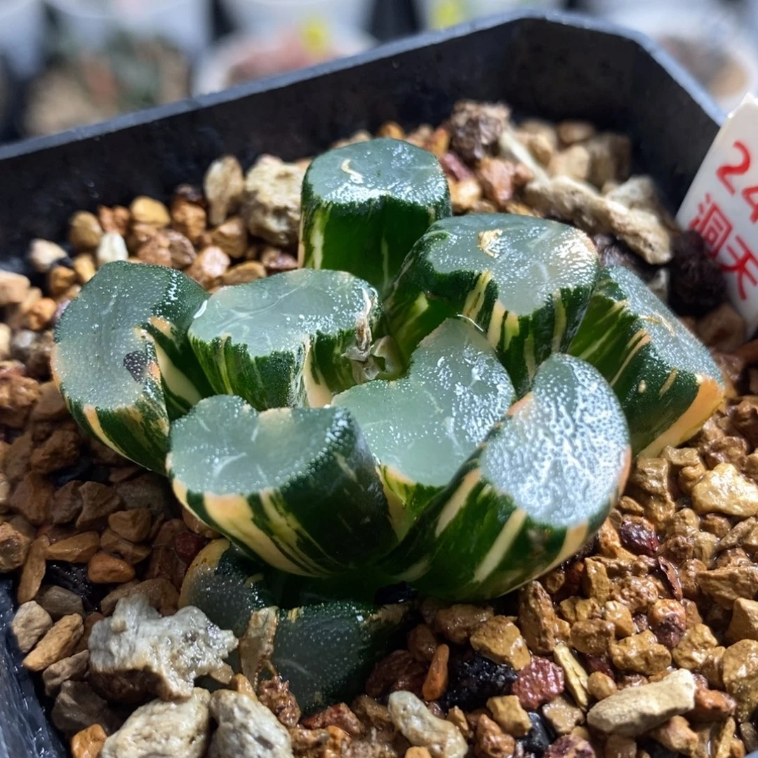 247大明湖万象锦，，，