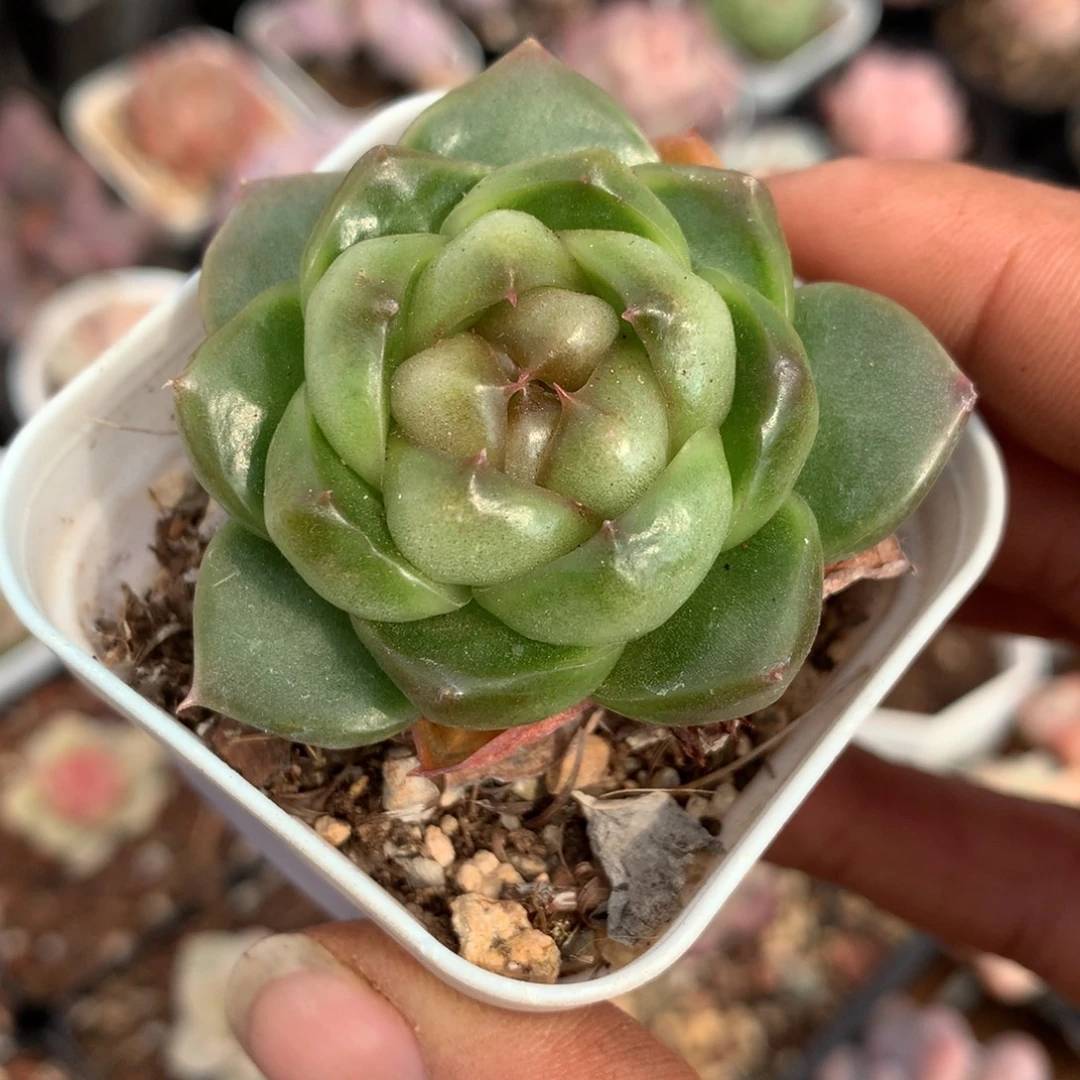 胖子珍妮一物一拍