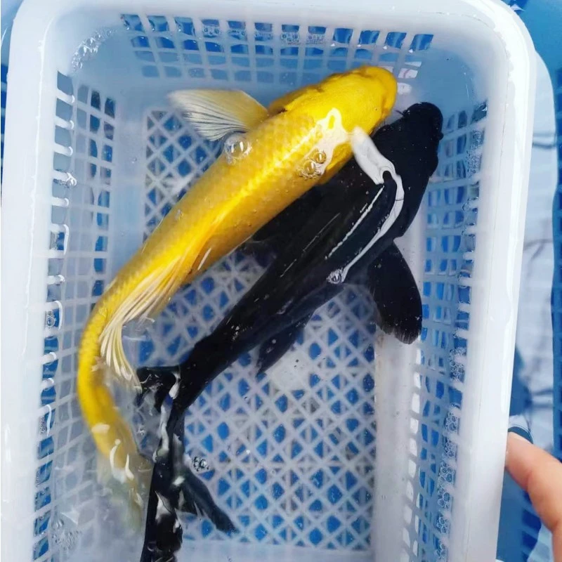 5号【1黄1黑】15-18公分黄金锦鲤黑草 冷水观赏鱼