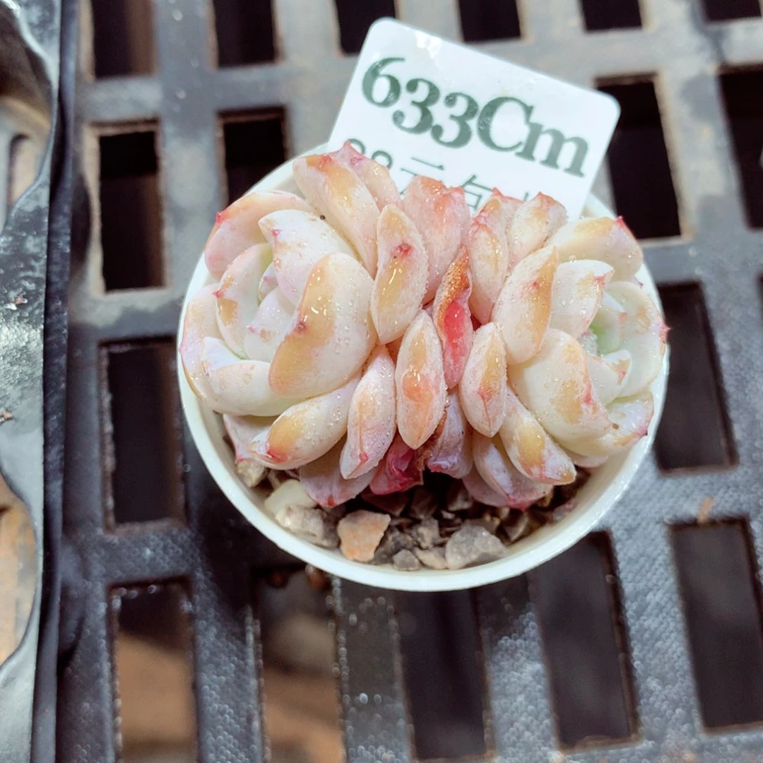 5厘米盆精控多肉633