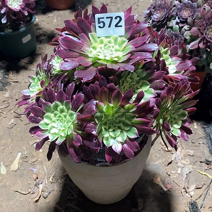 法师植物12345678