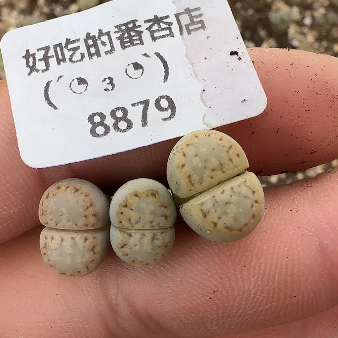 8879。ex216。一颗带疤痕。