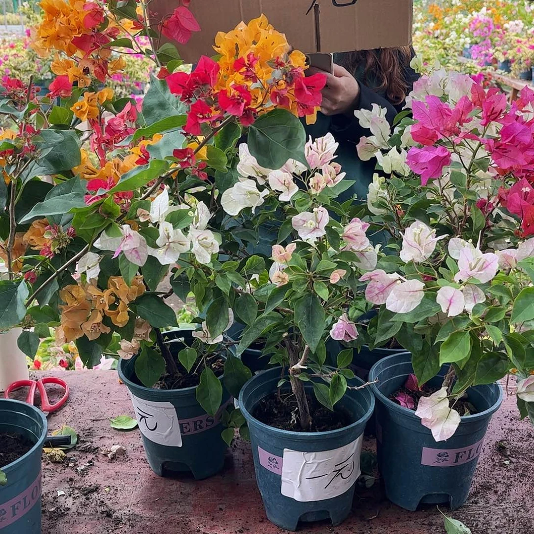 *****完全开放福利福利福利福利福利