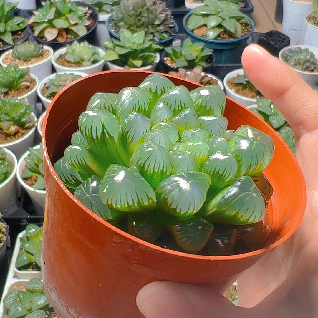 5313玉露多肉植物一颗