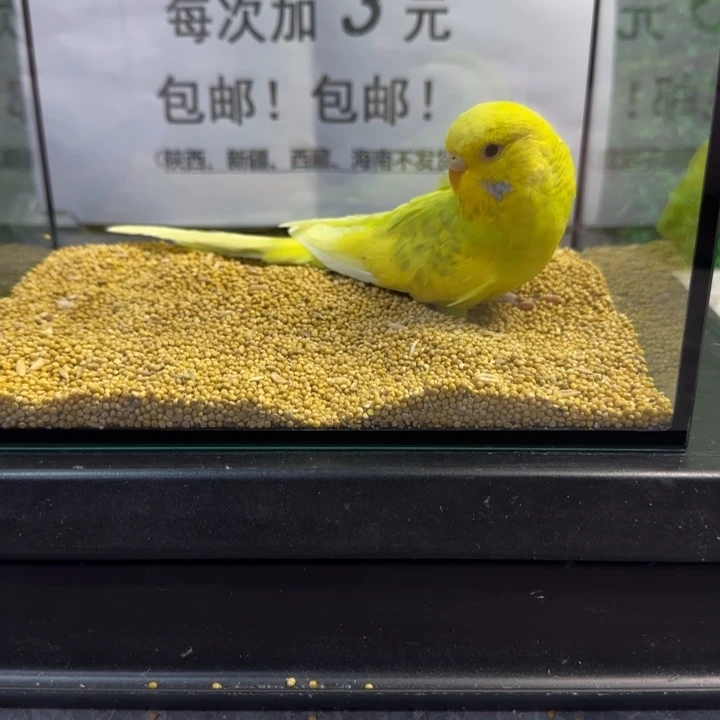 虎皮鹦鹉大头虎皮鹦鹉