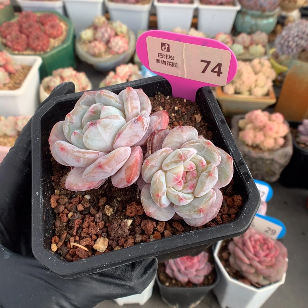 74 粗腿双头石榴籽星影