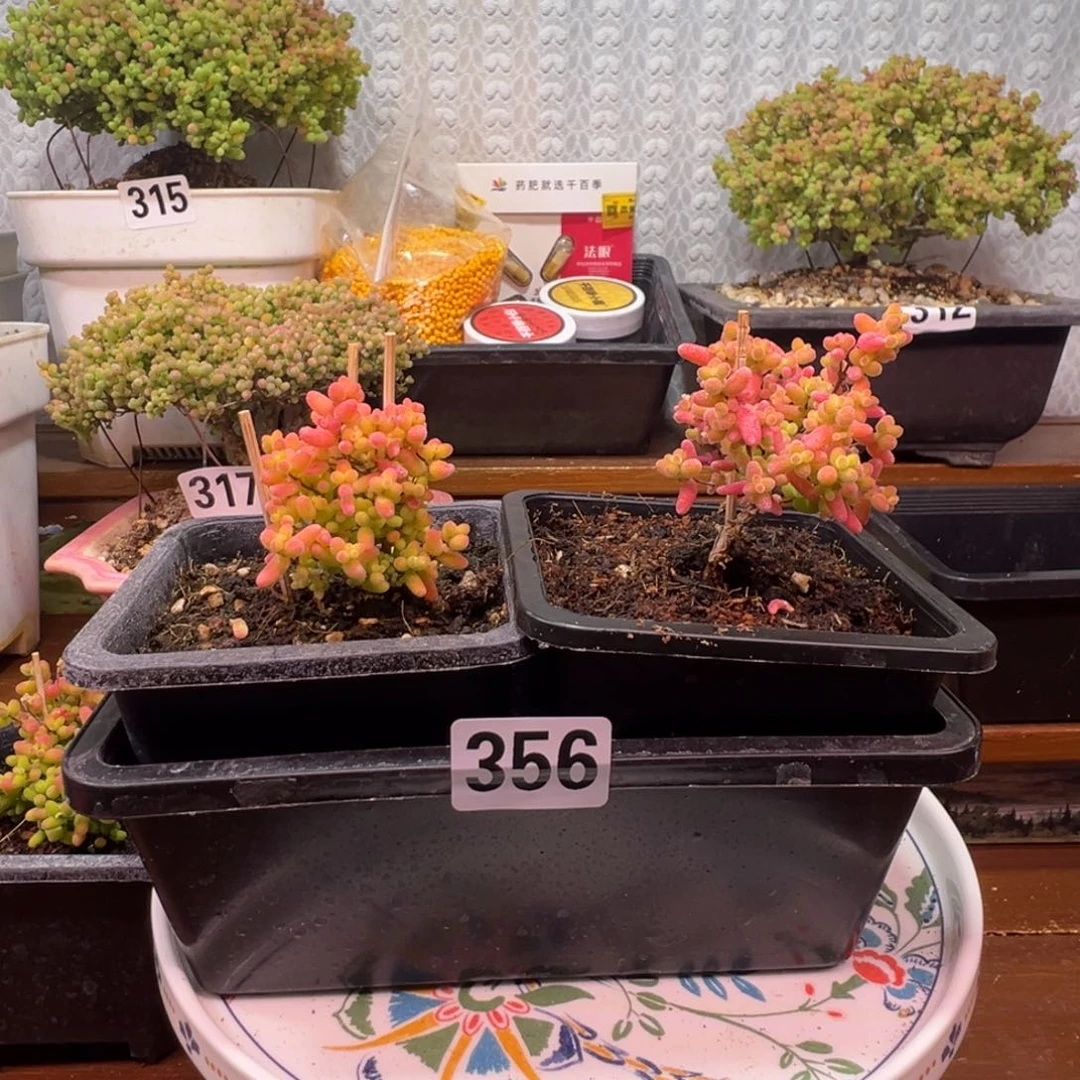 枝干番杏多肉植物356