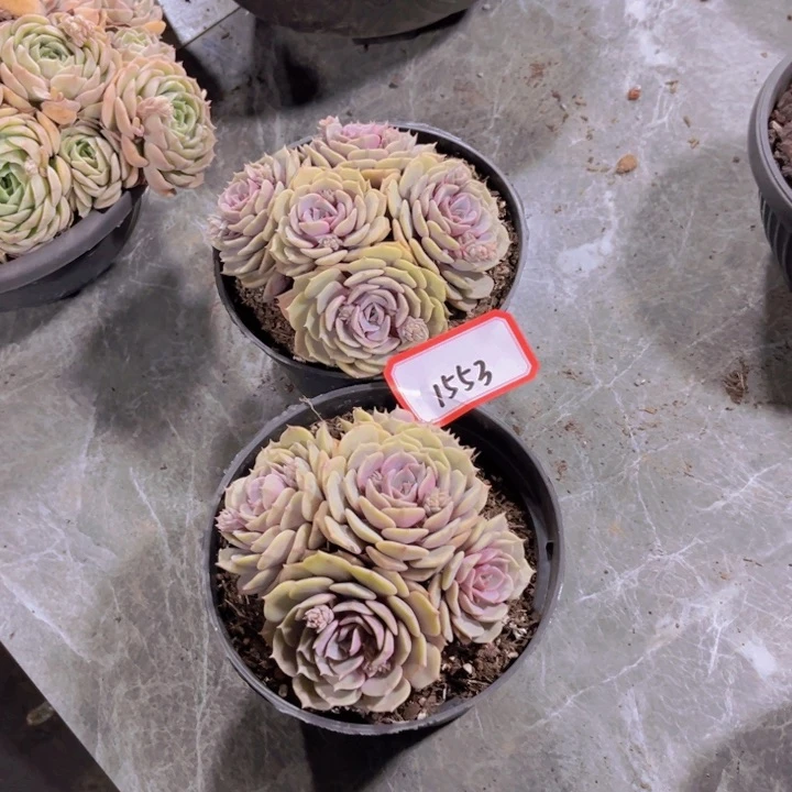 微*1553粉碟多肉植物